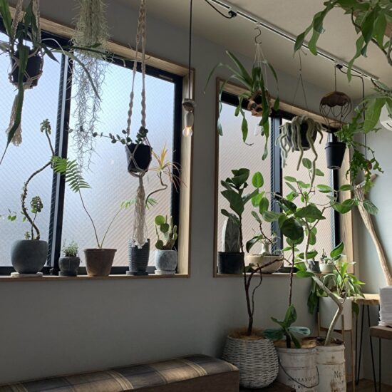 観葉植物の飾られた窓